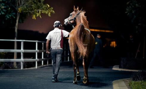 الخيول في قطر