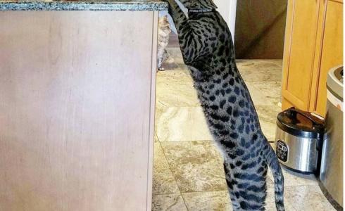 اطول قطين بالعالم