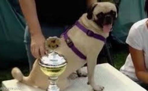 الكلبة ايما تفوز بلقبها الثالث  في مسابقة أسرع كلاب العالم