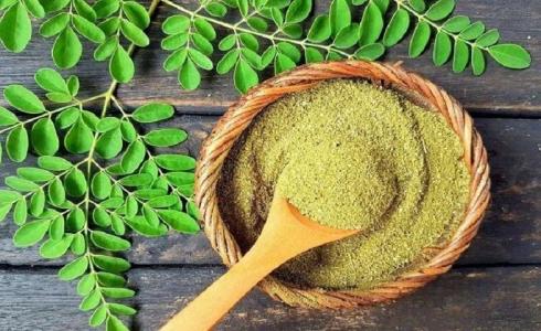 نبتة المورينغا