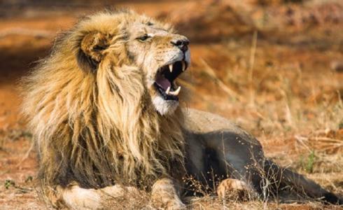 وباء جديد قد يعم العالم على غرار كورونا والسبب "عظام الأسود"