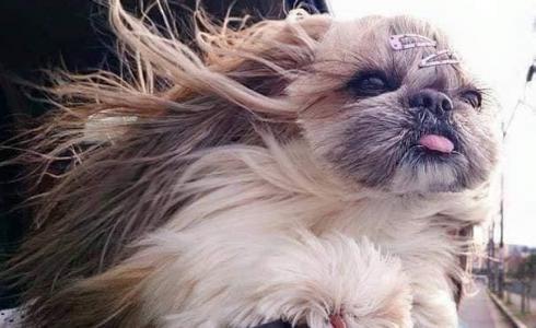 الكلبة الايطالية ريستا