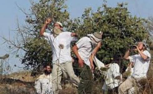 مستوطنون يهاجمون قاطفي الزيتون- أرشيفية