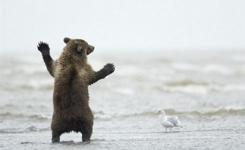 شاهد: دب يستعرض مهاراته في فترة التزاوج