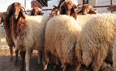 عيدد الاضحي