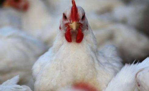 سعر كيلو الدجاج والخضروات في غزة اليوم الثلاثاء 19 سبتمبر