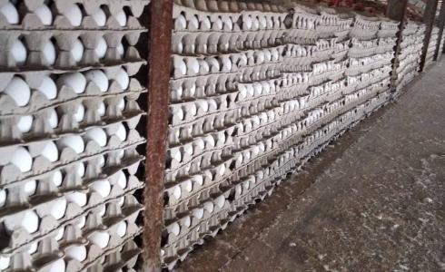 ضبط مصنع بيض فاسد في جنين