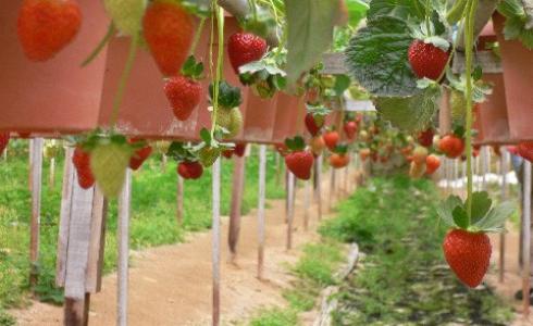 مزرعة فراولة