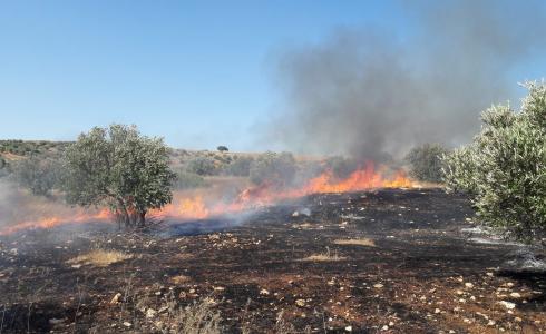 حرائق تلتهم أشجار زيتون في جنين
