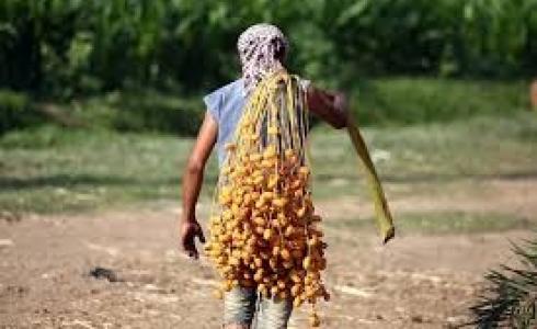 المزارعين يقطفون البلح الأصفر- أرشيفية