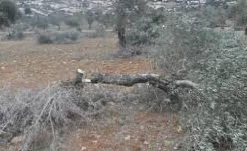 اقتلاع شجر الزيتون