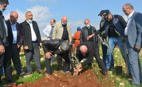 زراعة أشتال الزيتون في منقة الرأس