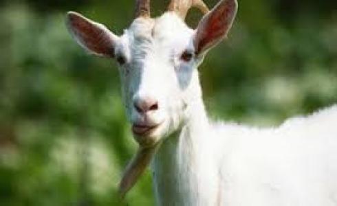 شاهد: عنزة تسرق سيارة شرطة أمريكية