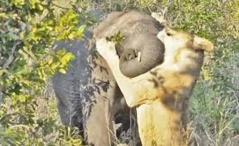 لبؤة تهاجم فيل