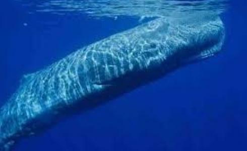 أنثى الحوت تتحدث الانجليزية