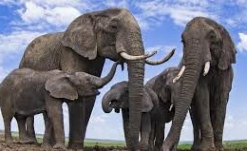 في بولندا الأفيال تتعاطى الماريغوانا