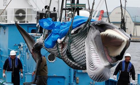 شاهد: بهذه الطريقة.. صياد فقير يصبح مليونيرا