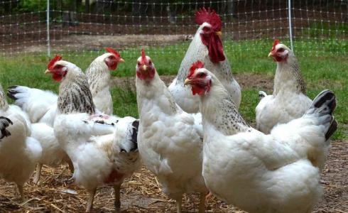 دجاج - توضيحية -