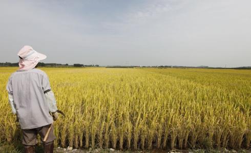 مزارع في كوريا الجنوبية