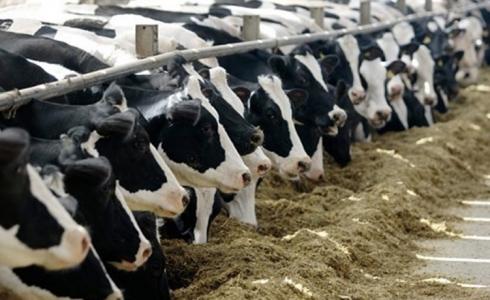 مزارع العجول