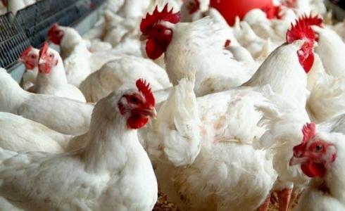 أسعار الدجاج في أسواق غزة اليوم السبت