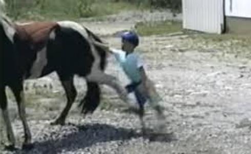 إصابة طفل 6 سنوات بسبب رفسة حصان في حورة 