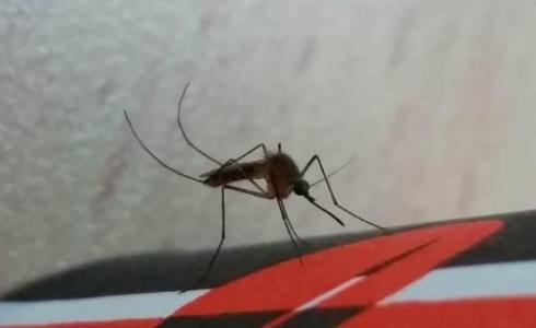 وفاة اسرائيلي أصيب بحمى غرب النيل