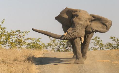 شاهد مصرع 5 أفيال حاولت إنقاذ فيل رضيع