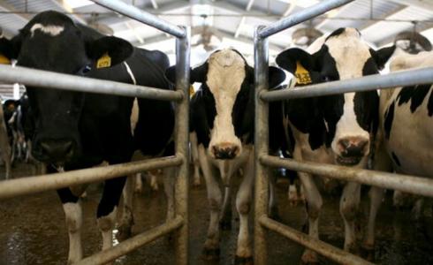  استيراد العجول