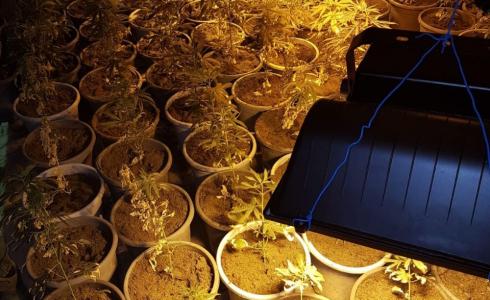 ضبط مستنبت لزراعة المخدرات في سلفيت