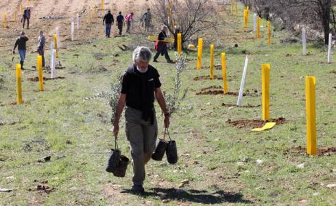 زراعة الأشجار في بيت لحم