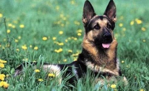 كلاب إسرائيلية - توضيحية