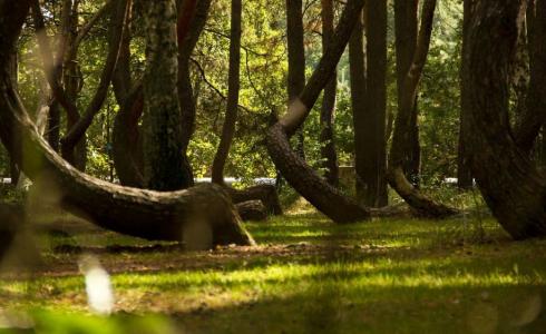 غابات غريبة وساحرة حول العالم