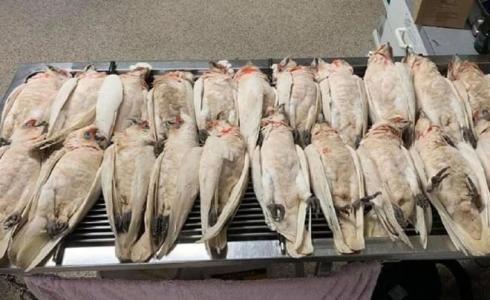 الطيور النازفة في استراليا