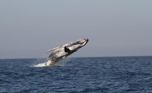 حوت كبير يظهر على شواطئ غزة  -  توضيحية -.