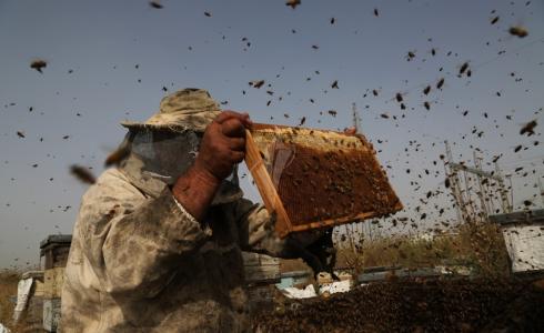 خلايا نحل - توضيحية