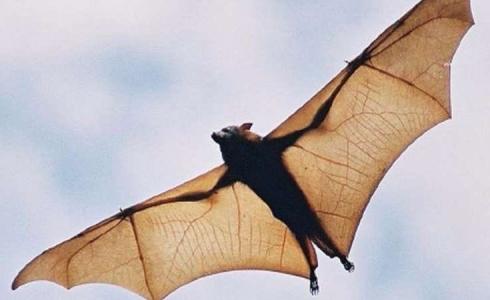 الخفافيش في مصر