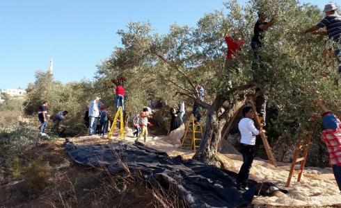 افتتاح مهرجان قطف الزيتون السنوي الثامن عشر في بيت لحم