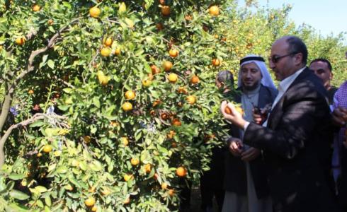 الزراعة في غزة تفتتح موسم الحمضيات للعام 2019