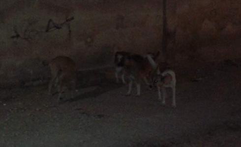 ظاهرة الكلاب الضالة تغزو مخيم الحسينية في دمشق