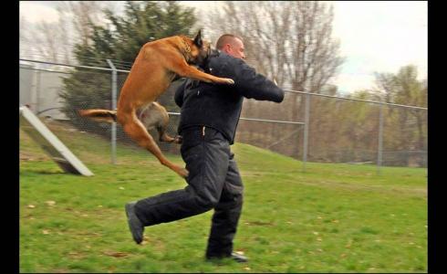 كلب يهاجم شخص