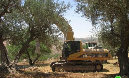 اقتلاع أشجار الزيتون