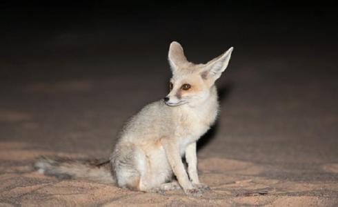 ثعلب الفنك لا يوجد إلا بالمنطقة العربية