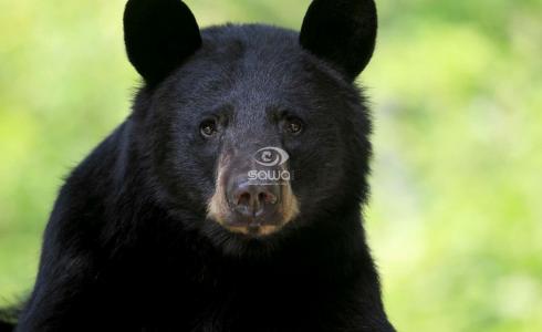 شاهد: دب أسود يتحرش بفتاة وهكذا كانت النهاية 