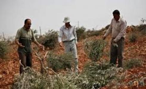 المستوطنون يقطعون 20 شجرة زيتون جنوب نابلس