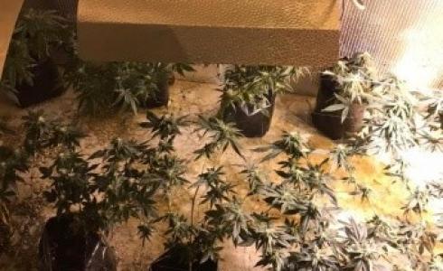 ضبط مستنبت لزراعة الماريجوانا داخل منزل بضواحي القدس
