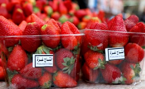 الفراولة التي يصدرها قطاع غزة