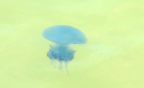 قنديل البحر الأزرق في بحر غزة