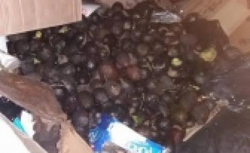 صورة من الافوكادو التي تم اتلافه