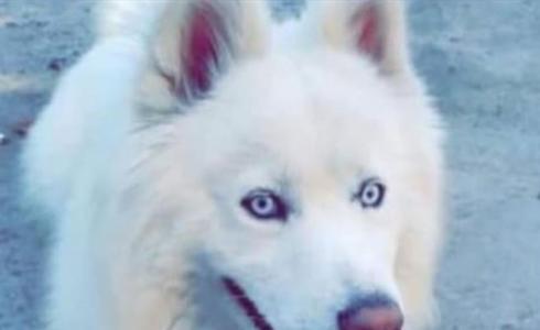 شاهد: رجل يستخدم الدرون لتسيير كلبه خوفا من فيروس كورونا